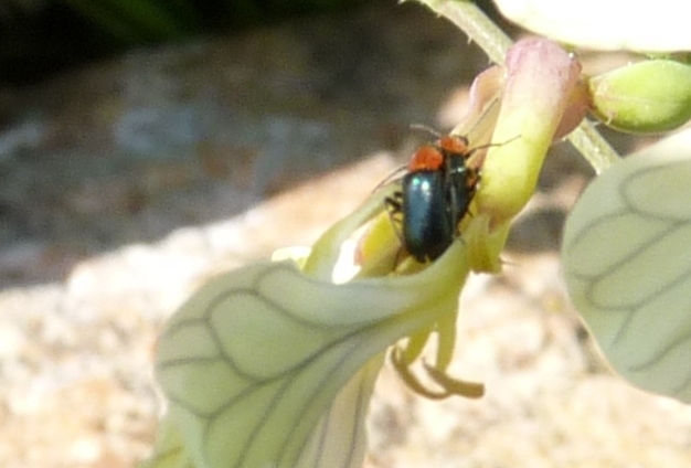 Ebaeus humilis? No, Attalus cyaneus